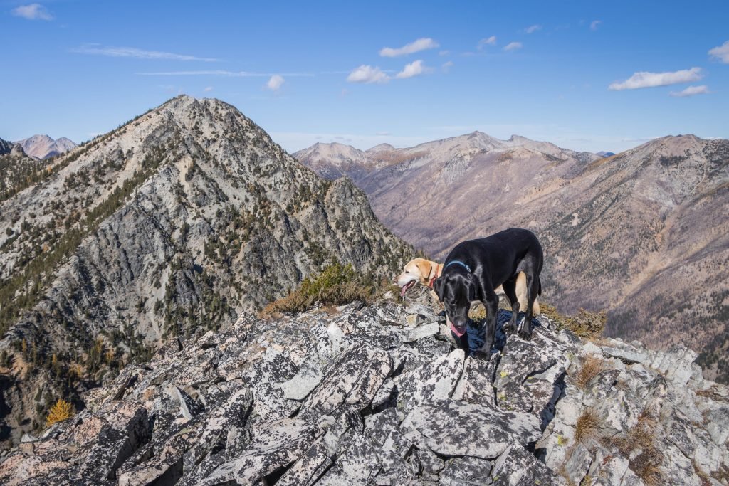Summit Dogs on Pistol Peaks South