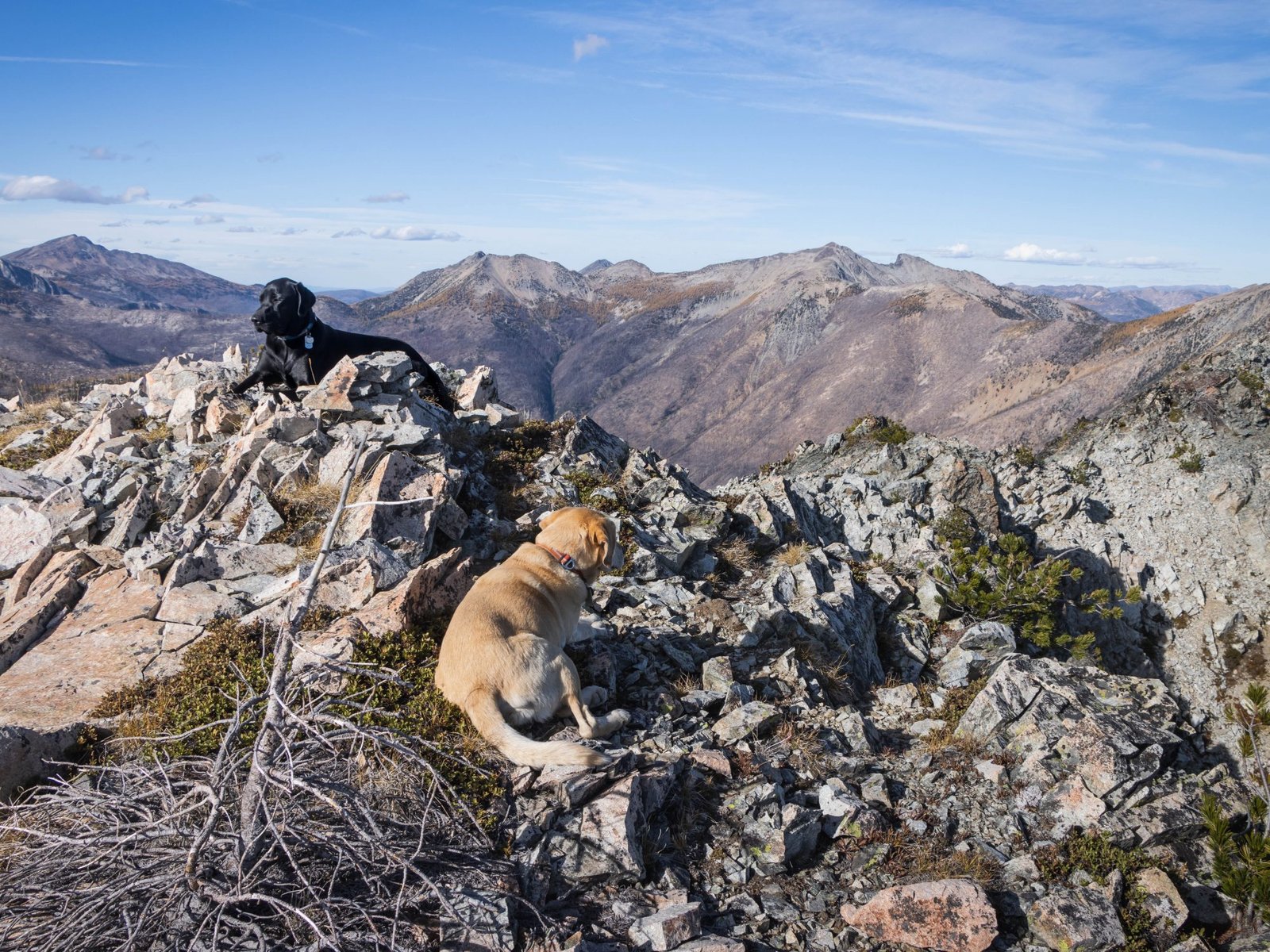 Summit Dogs on Pistol Peaks