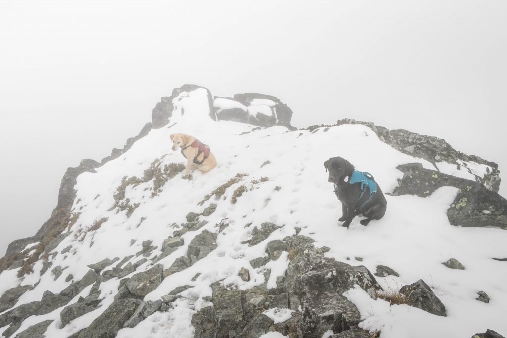 Summit Dogs on Chikamin Peak