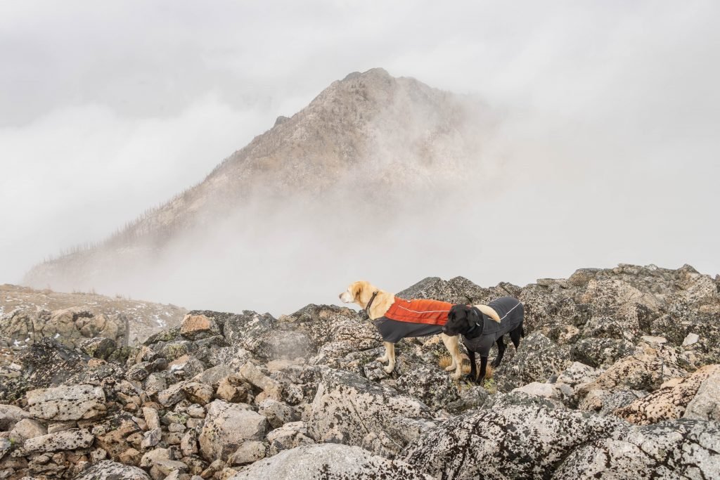 Summit Dogs on Burch Mountain
