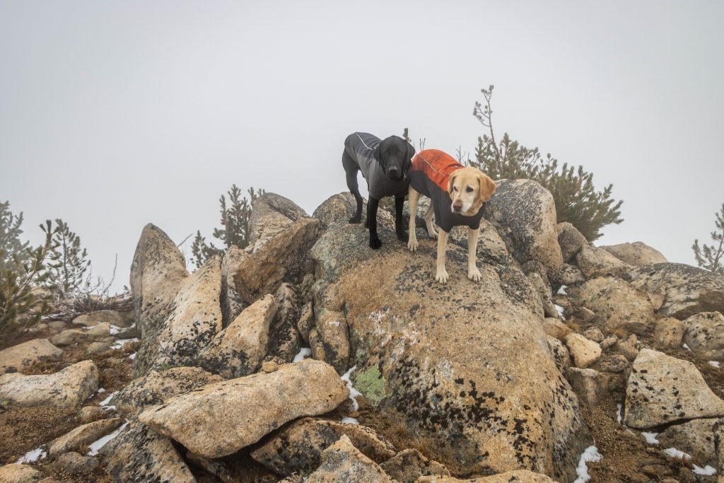 Summit Dogs on Obstruction Peak