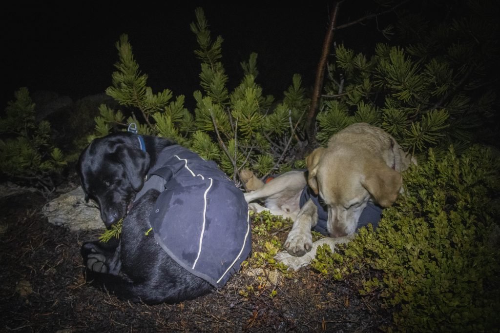 Summit Dogs on Mount Barney
