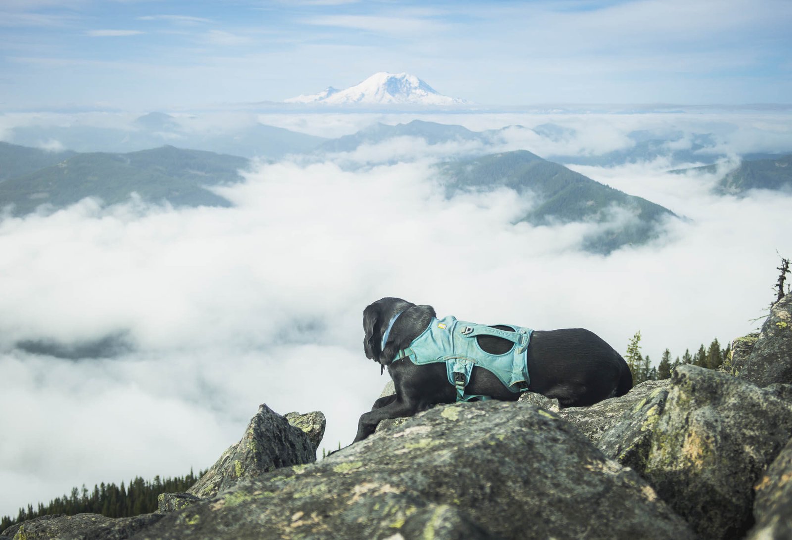 Summit dogs on Bandera Mountain
