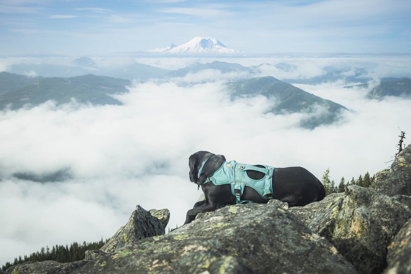 Summit dogs on Bandera Mountain