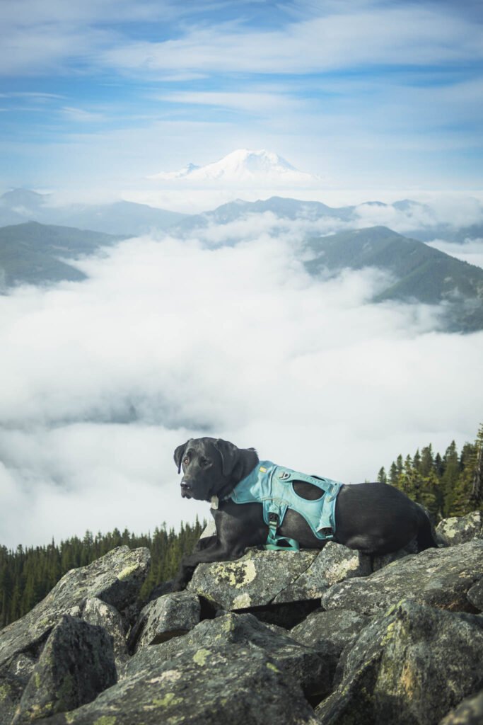 Summit dogs on Bandera Mountain