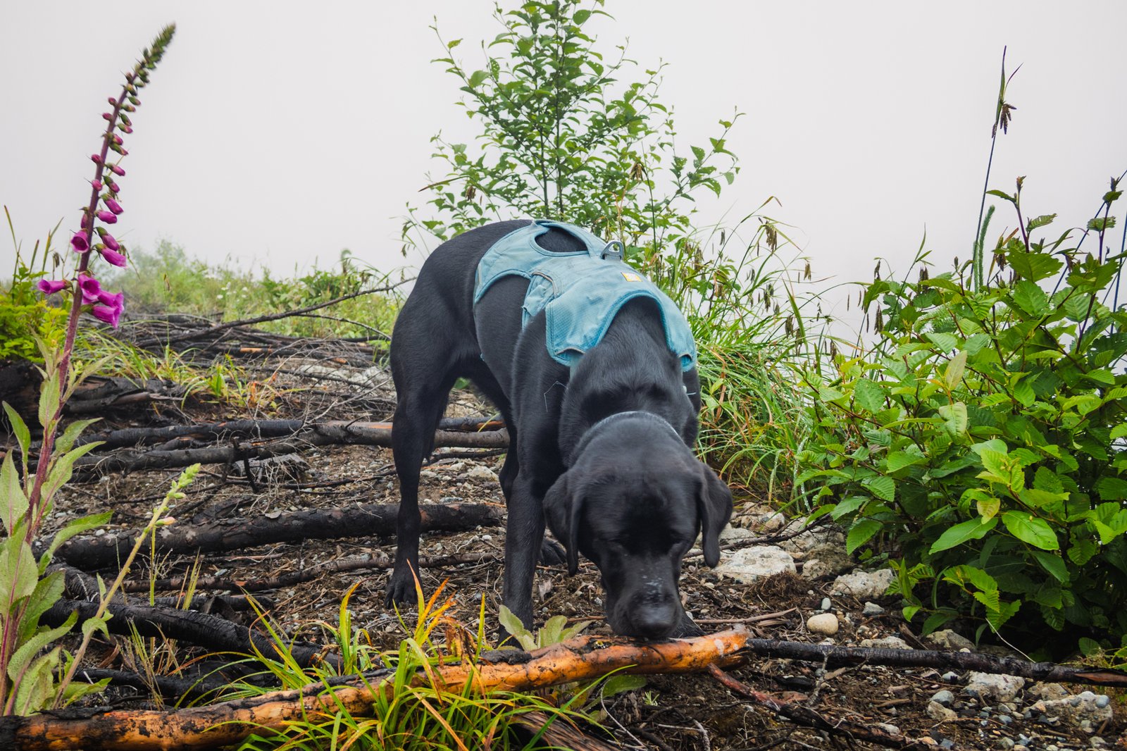 Summit dogs on West Tiger Mountain