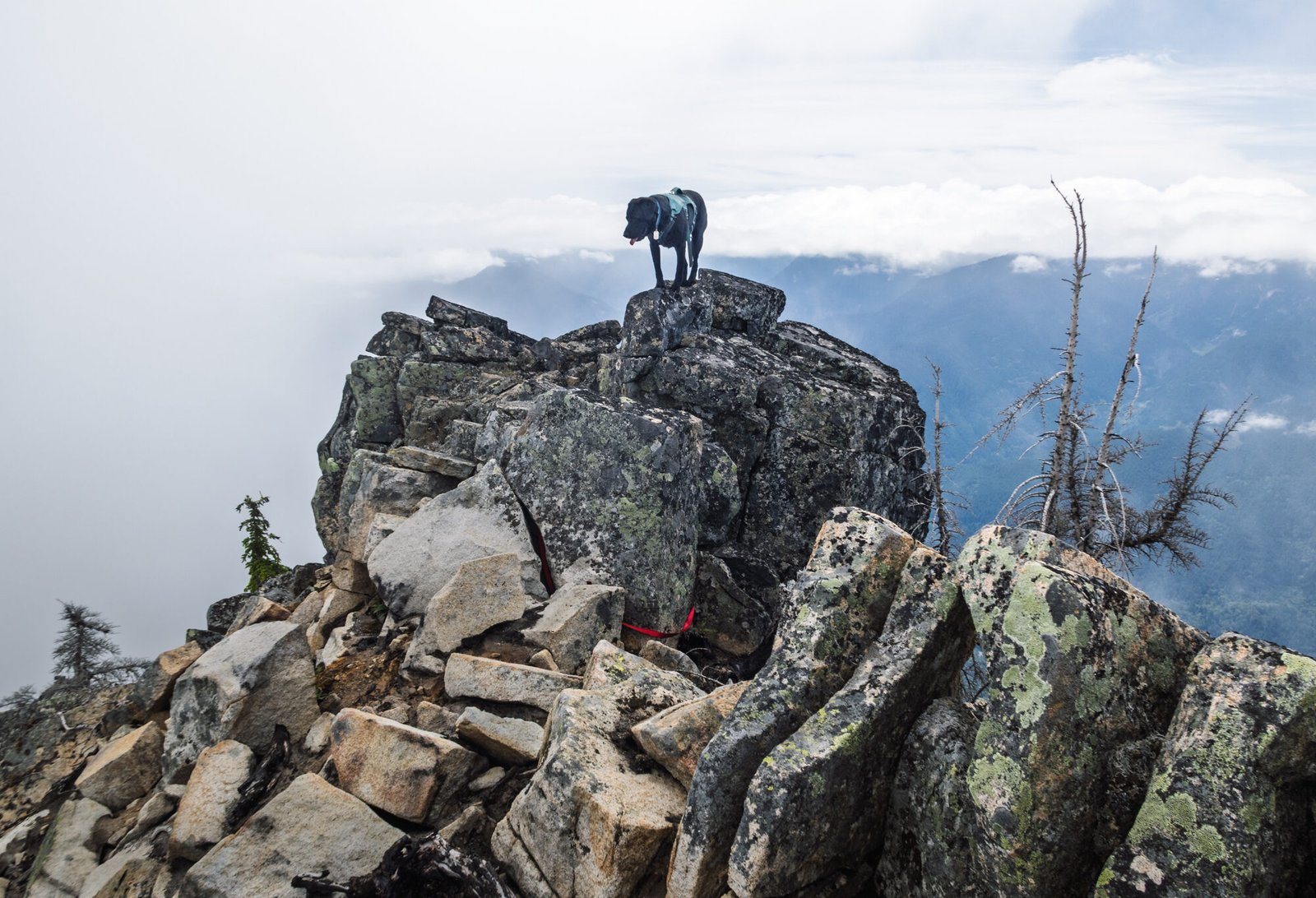 Summit Dogs on Grotto Mountain