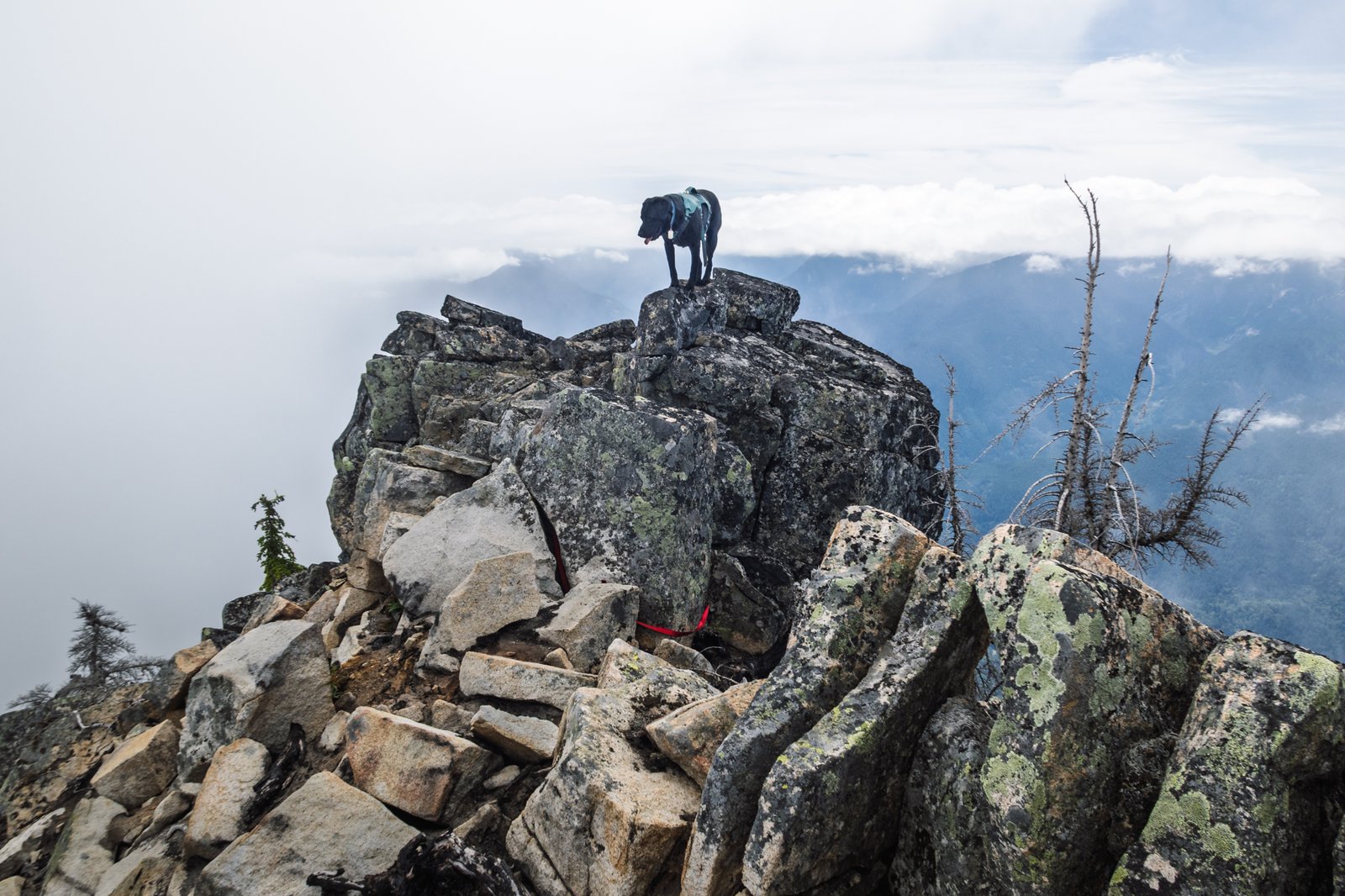 Summit Dogs on Grotto Mountain